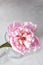 Fresh pink flower peony in a glass vase on a gray stome background. Top view.