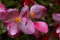 Fresh pink flowes after the rain.