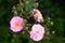 Fresh pink foribunda rosees with buds blooming in garden