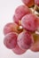 Fresh pink grapes closeup macro