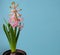 Fresh Pink Hyacinth Flower, Blooming First Spring Hyacinthus Flower