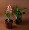 Fresh Pink Hyacinth Flower, Blooming First Spring Hyacinthus Flower