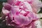 Fresh pink peony bud at the sunny day, close-up. Bright congratulation on the holiday. Peony large bud for poster