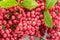 Fresh pink peppercorns on branch with green leaves close-up