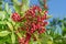 Fresh pink peppercorns on peruvian pepper tree branch. Blue sky at the background