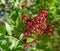 Fresh pink peppercorns on peruvian pepper tree branch. Blue sky at the background