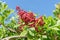 Fresh pink peppercorns on peruvian pepper tree branch. Blue sky at the background