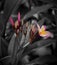 Fresh pink plumeria flower(colors on B&W background)