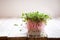 Fresh pink radish sprouts on old wooden table