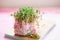 Fresh pink radish sprouts on pink background