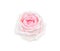Fresh pink rose bud flowers head sweet petal patterns begin blooming isolated on white background with clipping path