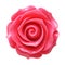 Fresh pink rose button