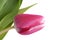 Fresh Pink Tulip