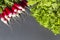 Fresh pink washed radishes and green salad lie on the table.