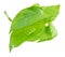 Fresh Piper Betel Leafbush on White Background