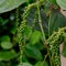 Fresh Piper nigrum on its tree