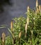 fresh plants of Equisetum telmateia