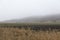 Fresh plowed agriculture field and a grain field at the edge of a forest 