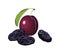 Fresh plum and dried prunes isolated
