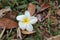 fresh Plumeria flower lies on the forest floor in Hawaii