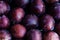 Fresh plums on a dark wood background. Top view image. Ripe Plu