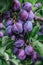 Fresh plums on tree branch with green leaves