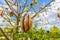 the fresh pods bombax hanging on prickly tree, bombax ceiba, kapok pods,