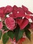 Fresh Poinsettia bouquets on wooden table