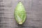 Fresh pointed cabbage on grey table