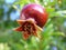 A fresh pomegranate on the tree