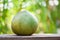 Fresh pomelo fruit on wooden table green nature background