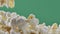 Fresh popcorn falls on top of a pile Isolated on ChromaKey Background