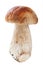 Fresh porcini cep mushroom isolated on white background