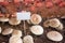 Fresh portobello mushrooms for display