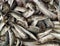 Fresh Portuguese sardines for sale on ice in fish market. Close up.