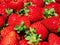 Fresh Portuguese Strawberries, Estoi, Portugal.