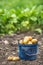 Fresh potatoes in blue bucket freely lying on the soil