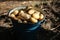 Fresh potatoes in a bucket on the ground. Newly harvested potatoes in the vegetable garden.