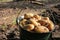 Fresh potatoes in a bucket on the ground. Newly harvested potatoes in the vegetable garden.