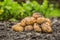 Fresh potatoes which are free lying on the soil.