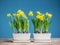 Fresh potted daffodils
