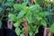 Fresh potted growing herbs at a farmers market