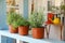 Fresh potted home plants on light blue wooden veranda railing outdoors