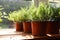 Fresh potted home plants on wooden sill near window