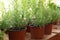 Fresh potted home plants on wooden window sill, closeup