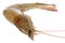 Fresh Prawn Macro Isolated