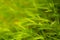 Fresh pretty petite green leaves of grass on blurred background , bokeh photo