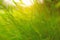 Fresh pretty petite green leaves of grass under sunlight morning on blurred background , closeup photo