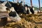 Fresh produce. Cropped shot of a herd of cattle eating on a diary farm.