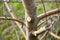 Fresh pruned apple branch in spring